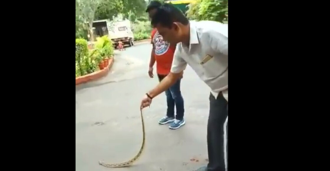 In the video, shot by one of his staff members, Dhanani can be seen holding the snake by its tail. Video grab