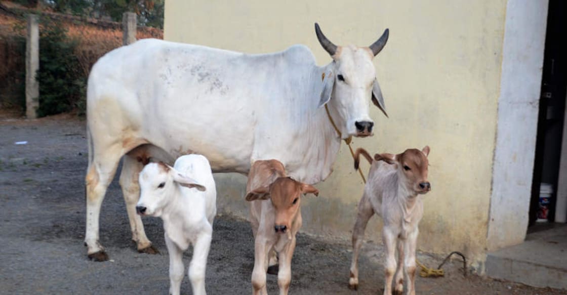 Now 'cow cess' in UP to set up sheds for stray cattle