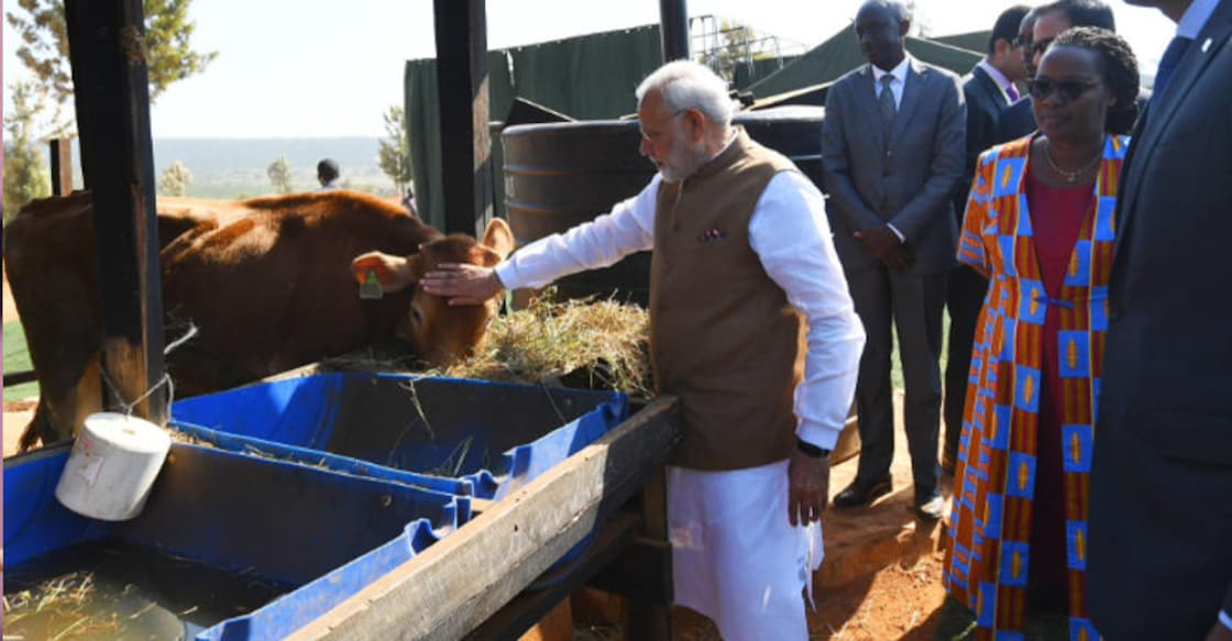 Nation on the 'moo' as NaMo takes 200 cows into Rwanda 