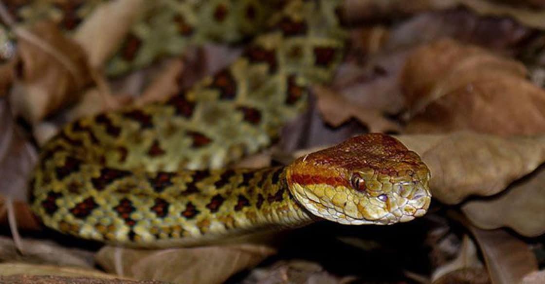 Snake Snake