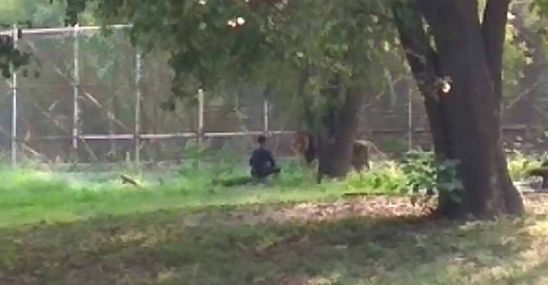New Delhi: A man enters lion's enclosure at Delhi zoo on Oct 17, 2019. (Photo: IANS)
