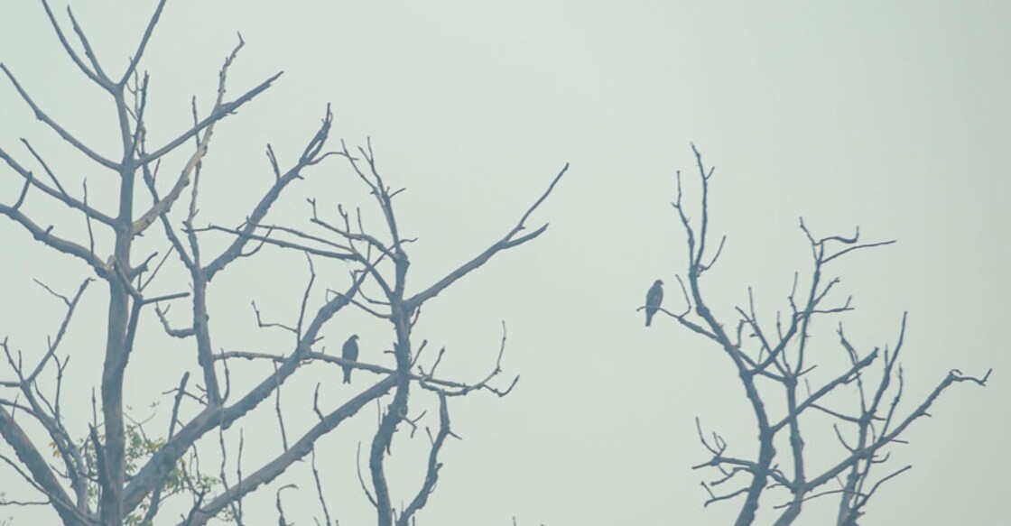 Delhi's air quality in severe zone, may enter emergency category