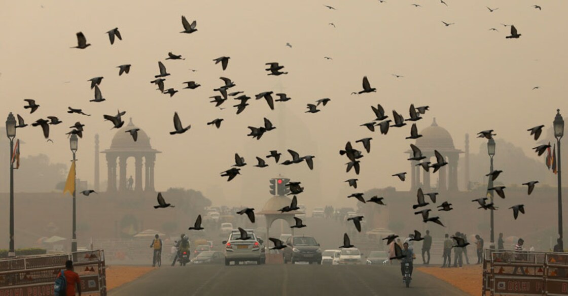 birds-climate-change