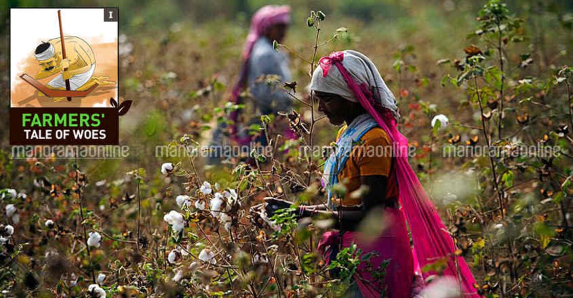 Agrarian distress: Why India is turning into a graveyard for farmers? Agrarian distress: Why India is turning into a graveyard for farmers?