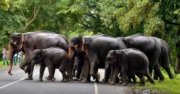 Elephant Elephant