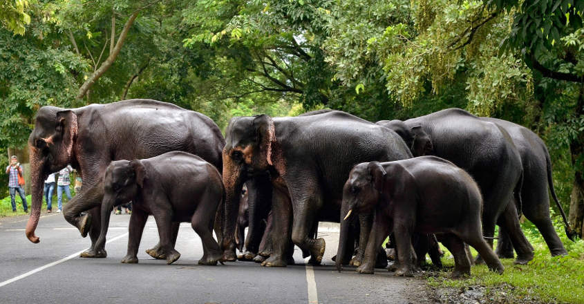Girl falls off scooter as elephant herd passes by, jumbo stands guard for her Girl falls off scooter as elephant herd passes by, jumbo stands guard for her