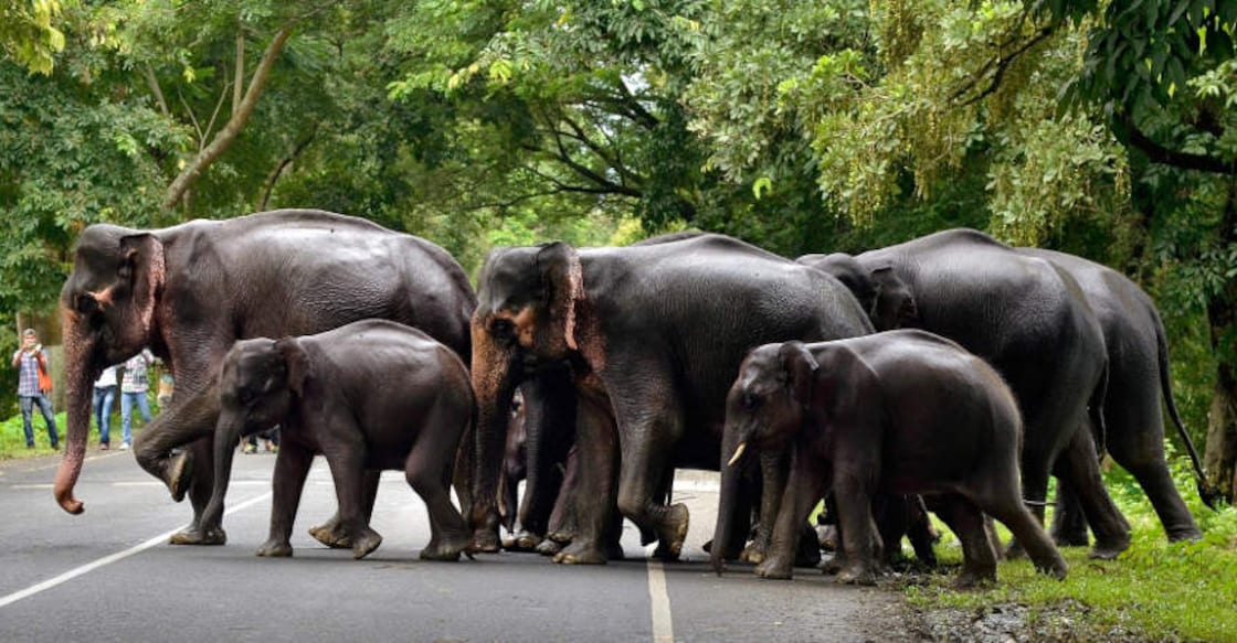 Another elephant dies in Palakkad forest, officers probe firecracker angle