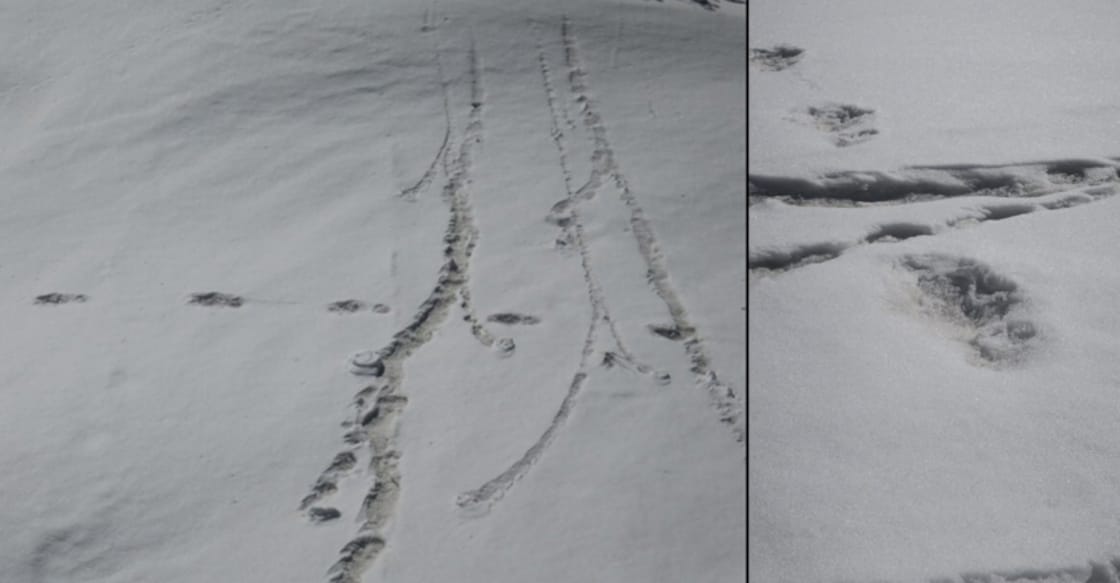 Twitterati scratch their head as Indian Army reports sighting Yeti!