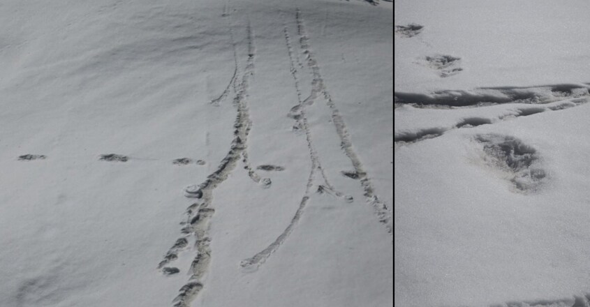 Twitterati scratch their head as Indian Army reports sighting Yeti!