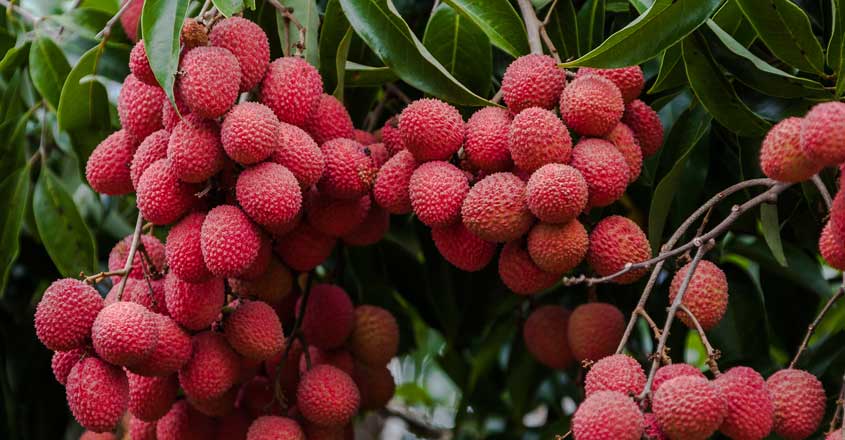 Litchi fruit under scanner over encephalitis deaths in Bihar