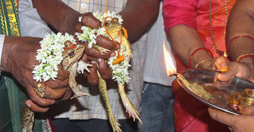'Frog wedding' performed in Karnataka to invoke rain gods