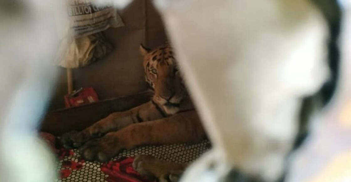 Flood fury forces Kaziranga tiger to take shelter in shop Flood fury forces Kaziranga tiger to take shelter in shop