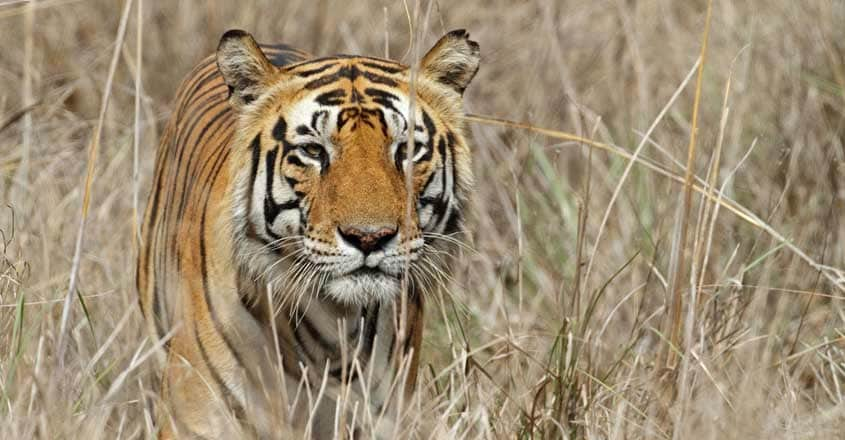 MP pips Karanataka to get its 'Tiger State' tag back after a decade ...