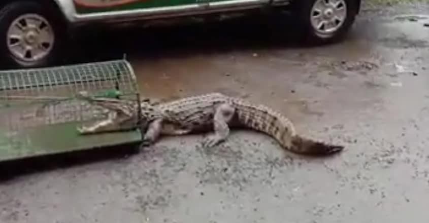 8-foot-long crocodile comes out of drain in Maharashtra town 8-foot-long crocodile comes out of drain in Maharashtra town
