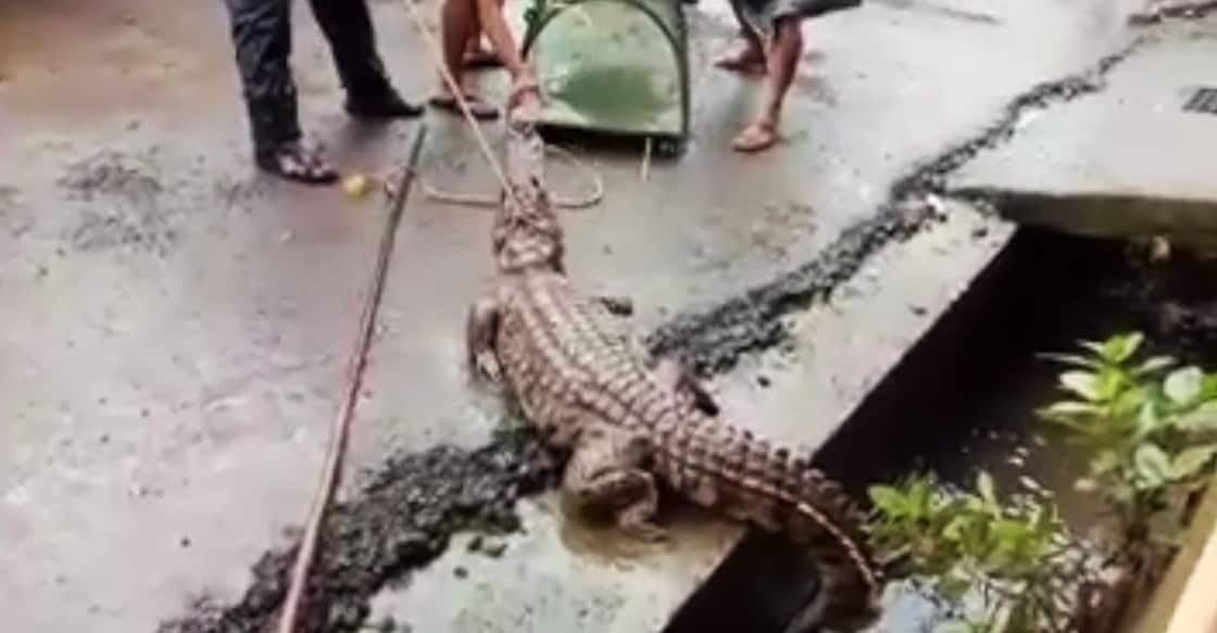 8-foot-long crocodile comes out of drain in Maharashtra town 8-foot-long crocodile comes out of drain in Maharashtra town