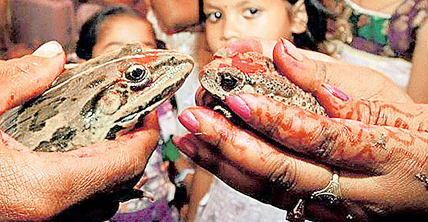 Monsoon wedding of frogs ends up in divorce after torrential downpour Monsoon wedding of frogs ends up in divorce after torrential downpour