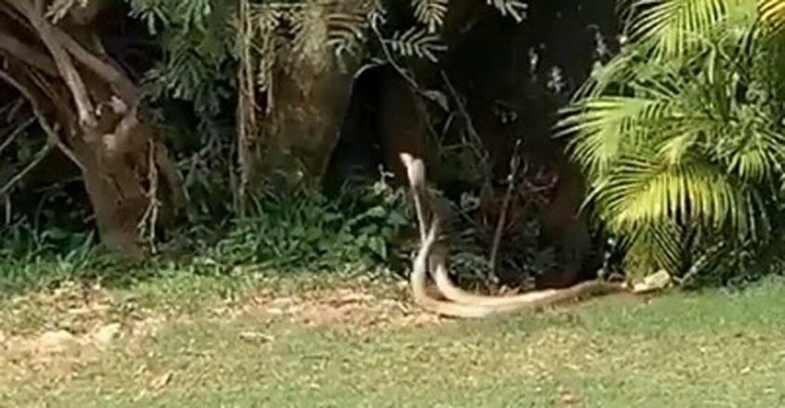 Snakes' swirling and twirling in golf course fascinates Twitterati | Video