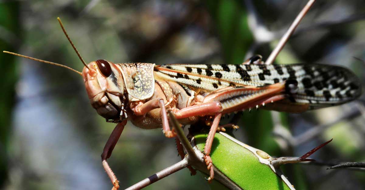 Swarm of locusts attack farmlands in several states, experts warn of crop losses Swarm of locusts attack farmlands in several states, experts warn of crop losses