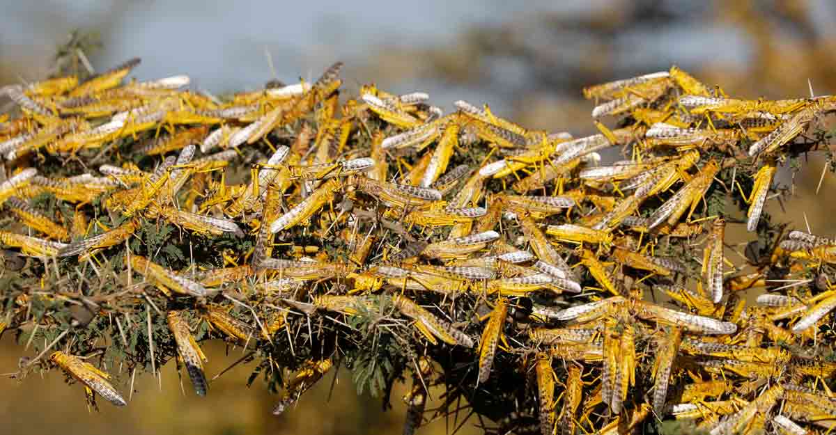 Swarm of locusts attack farmlands in several states, experts warn of crop losses 