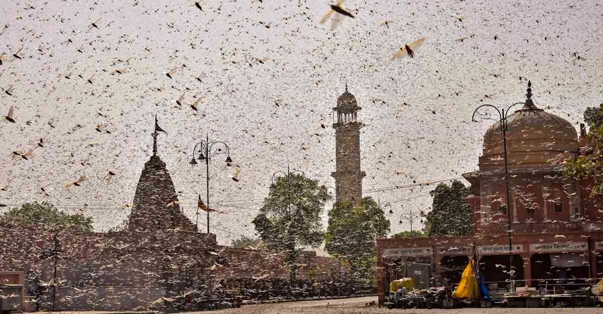 Delhi govt issues advisory in view of possible locust attack Delhi govt issues advisory in view of possible locust attack