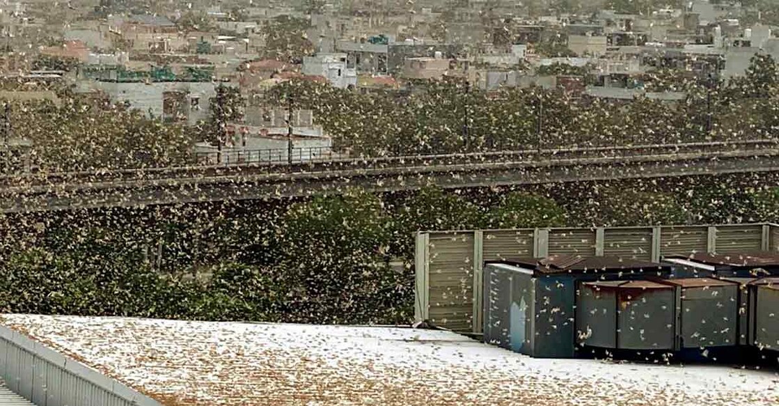 Delhi on high alert as swarms of locusts invade neighbouring Gurugram 