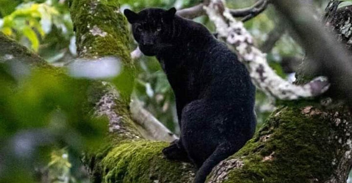 Black panther spotted by forest officer in Karnataka