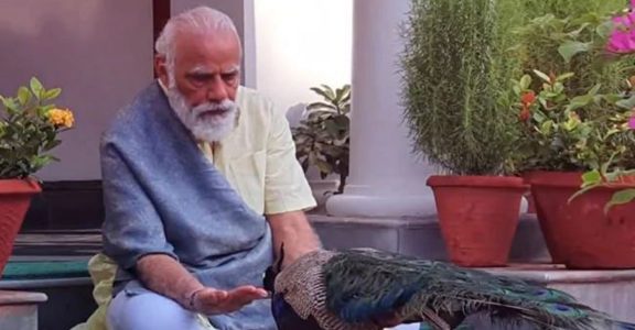 pm-modi-feeds-peacocks-ed pm-modi-feeds-peacocks-ed