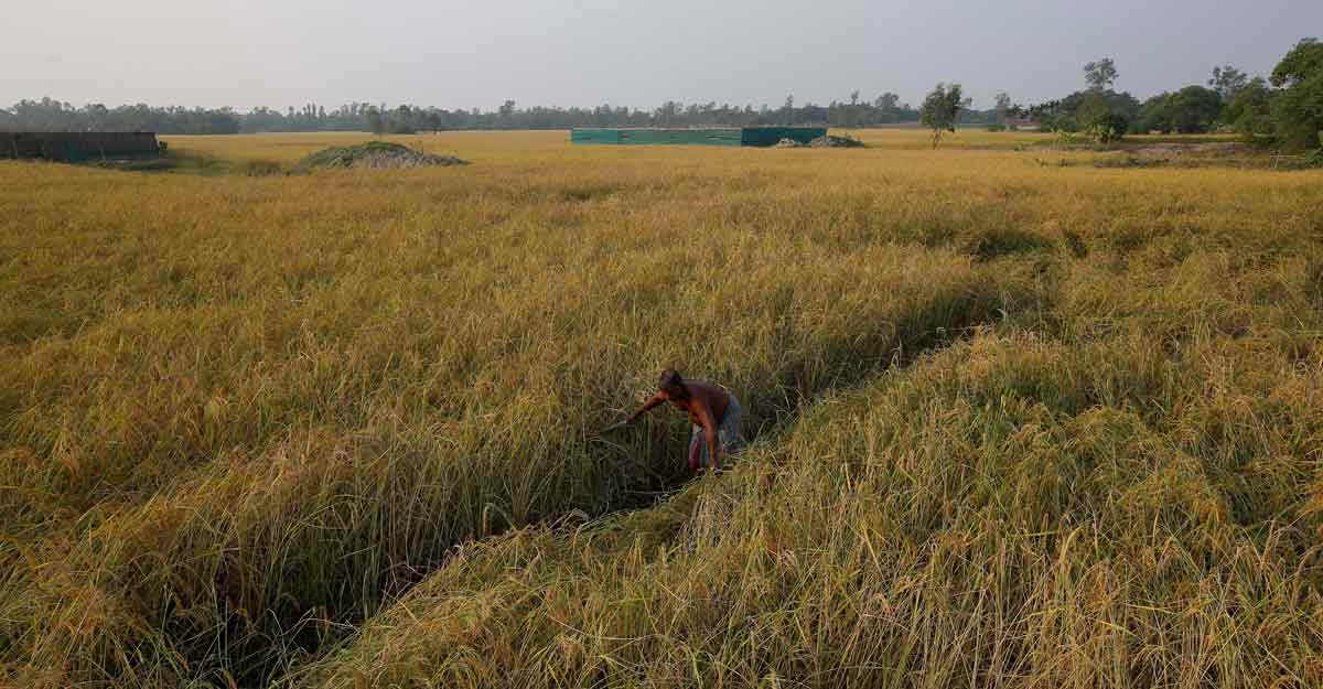 Podcast | Explained: Why many farmers oppose Modi's Farm Bills Podcast | Explained: Why many farmers oppose Modi's Farm Bills