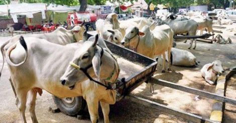 Meat carried by Nagpur BJP man identified as beef: Police 