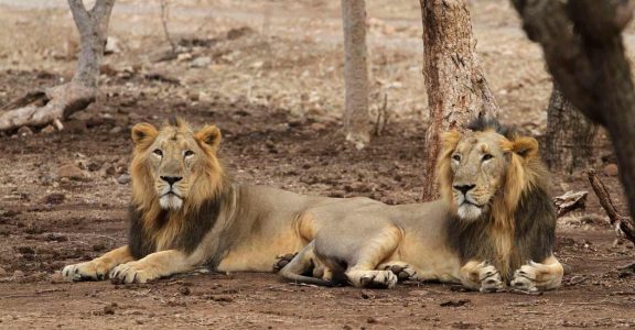 Lions at Gir Lions at Gir