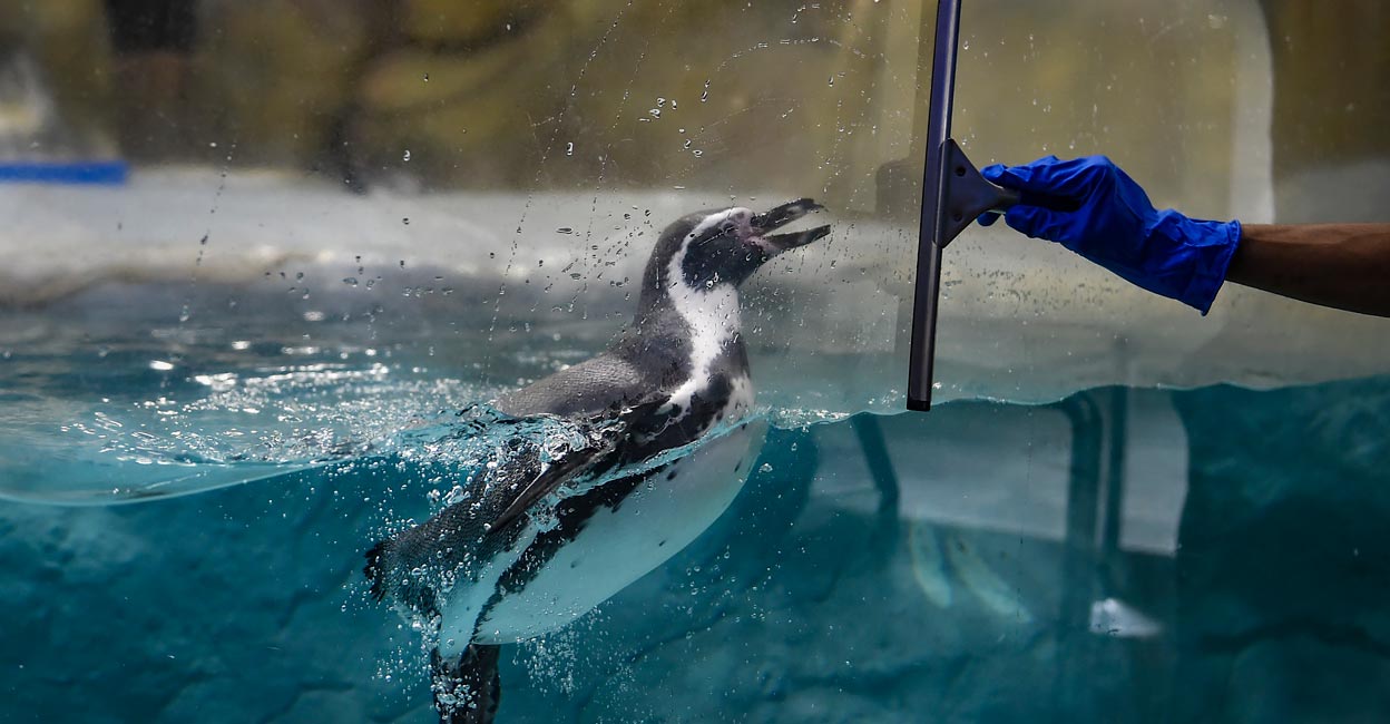 A staff member cleans glass as a Penguin is seen inside its enclosure at the Byculla Zoo in Mumbai