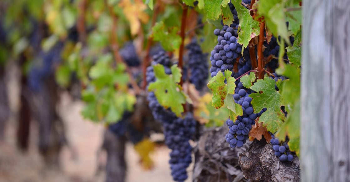 vineyard Representatioanl image:Unsplash