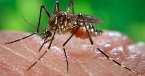 Not just Nipah, dengue too poses a threat to Kasaragod