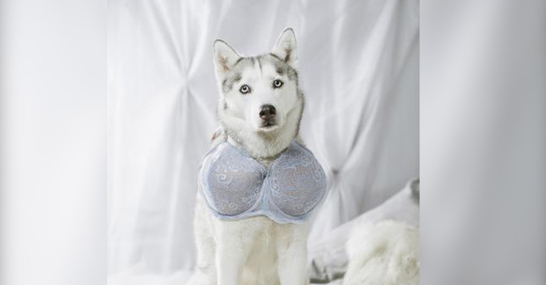 April Fools' Day sees dog bras, police rabbit, a 'dropped mic' and more, World News