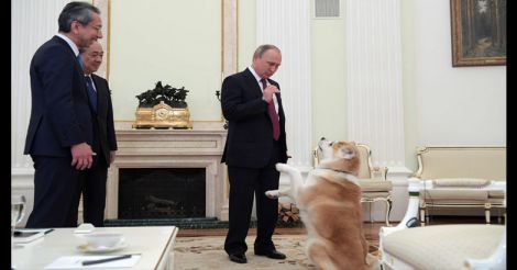 Putin's pets: a glance at president's love of dogs