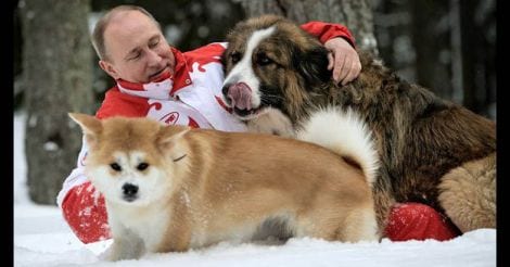 Putin's pets: a glance at president's love of dogs