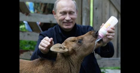 Putin's pets: a glance at president's love of dogs