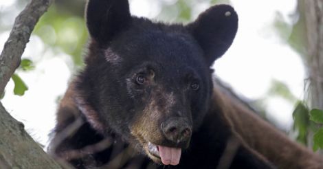 Brown bear sightings in Himachal have conservationists smiling