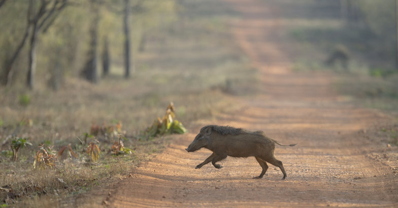 Kerala family found unconscious in New Zealand after eating wild boar