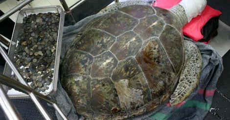 Good luck coins prove fatal for Omsin, Thai's 'piggy bank' turtle