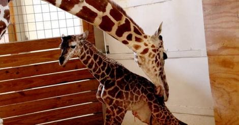 It's a boy: Internet star, April the giraffe, gives birth at New York zoo