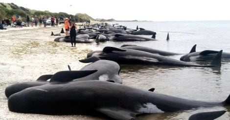 300 whales found dead in New Zealand