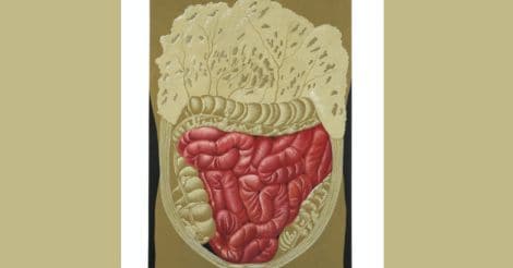 Mesentery: the brand new organ identified in your body