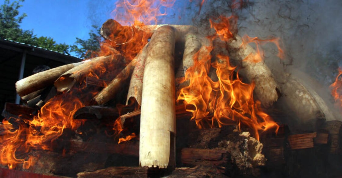Myanmar torches illegal wildlife stockpile worth $1.3mn