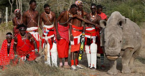 World's last male northern white rhino Sudan dead