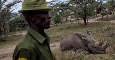World's last male northern white rhino Sudan dead