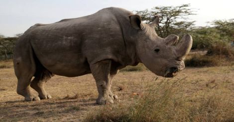 World's last male northern white rhino Sudan dead