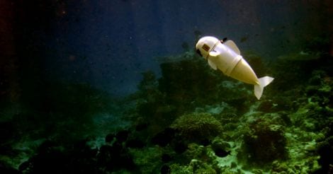 Meet SoFi, the agile robotic fish who will take marine photos