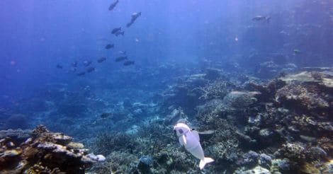 Meet SoFi, the agile robotic fish who will take marine photos