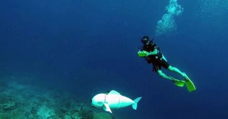 Meet SoFi, the agile robotic fish who will take marine photos